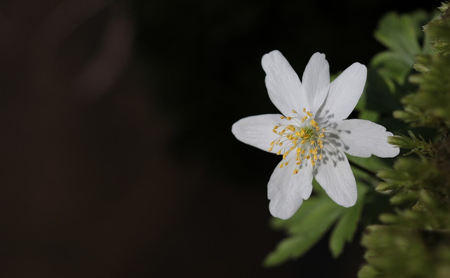 buschwindroeschen-sind-pflegeleicht-und-erfreuen-mi-cc0-pixabay-pixel2013-190814_download Buschwindröschen sind pflegeleicht und erfreuen mit ihren feinen weißen Blüten.