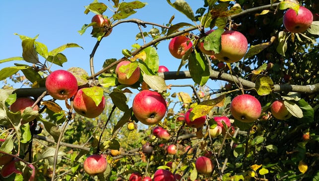 Branches of an apple-tree with ripe red apples Nach eine reichen Ernte musst du weniger beschneiden