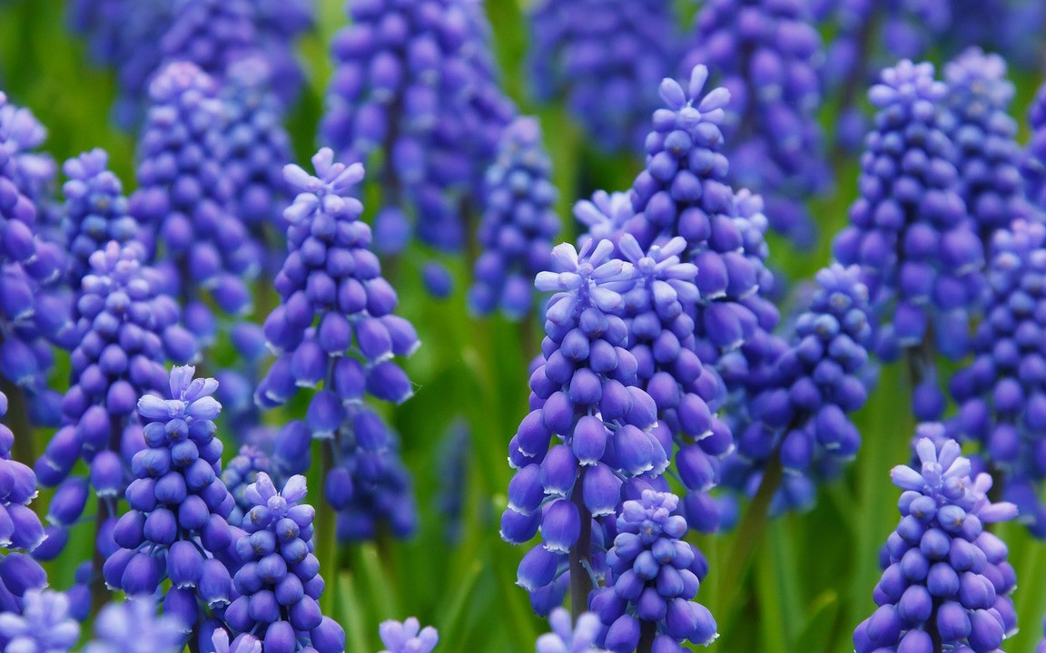 Hyazinthe: Pflege- und Pflanz-Tipps fr die Balkonblume - Utopia.de