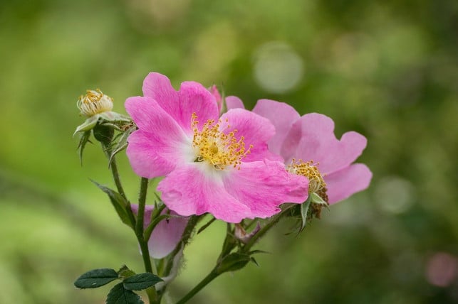 essigrosen-begeistern-mit-ihren-grossen-blueten-cc0-pixabay-angelal_17-210224_download Essigrosen begeistern mit ihren großen Blüten.
