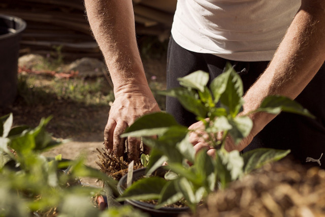 When you garden, you not only get to care for your plants, but you also get more exercise.