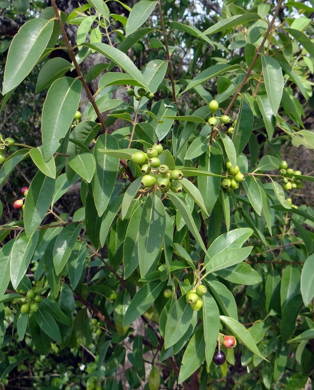 The real sandalwood tree is native exclusively to India.