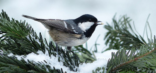 Gartenarbeit im Dezember