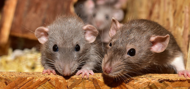 Frau hortet 800 Ratten in ihrer Wohnung – Veterinäramt schreitet ein
