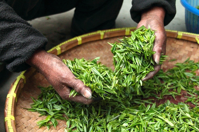 tea production-cc0-pixabay-highnesser-241215_download-happens in-many-growing-areas In many growing areas, tea production is still done by hand.
