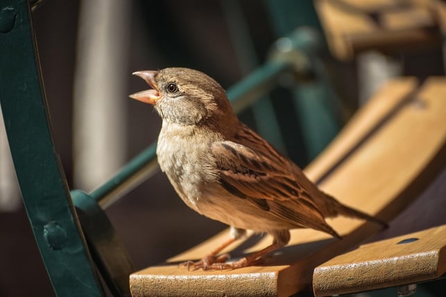 um-spatzen-zu-fuettern-kannst-du-ihnen-koerner-und-cc0-pixabay-alexas_fotos-250213_download Um Spatzen zu füttern, kannst du ihnen Körner und Sämereien anbieten.