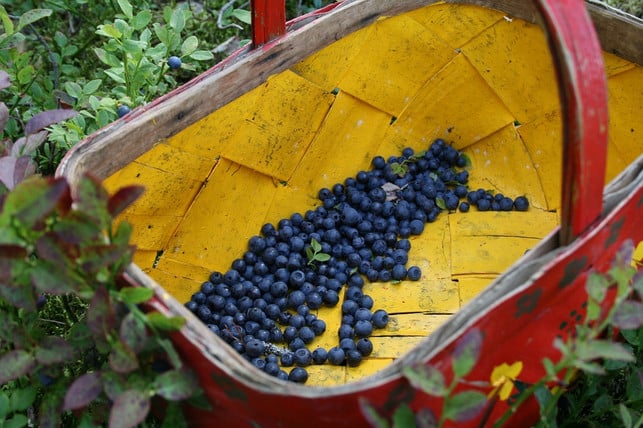 im-hochsommer-ist-die-beste-saison-um-heidelbeere-cc0-pixabay-emminum-200623_download Der Hochsommer ist die beste Saison, um Heidelbeeren zu pflücken.