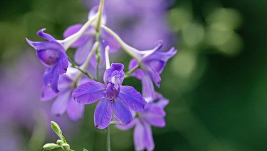 blume-des-jahres-2025-feldrittersporn-hermann-timmannloki-schmidt-stiftungdpa-251024 Blume des Jahres 2025 Feldrittersporn