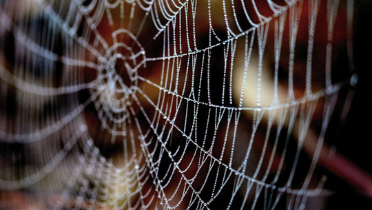 spinnweben-entfernen-cc0-pixabay-congerdesign-230401 spinnweben entfernen