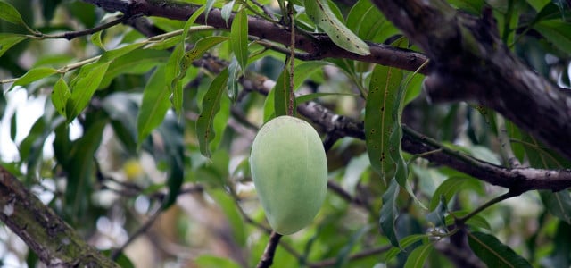 Mangokern einfpflanzen