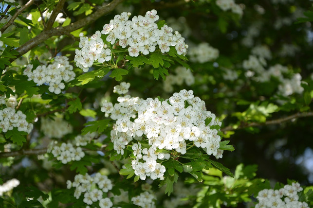 eine-bienenfreundliche-hecke-aus-weissdorn-verschoen-cc0-pixabay-jaclou-181023_download Eine bienenfreundliche Hecke aus Weißdorn verschönert jeden Vorgarten.