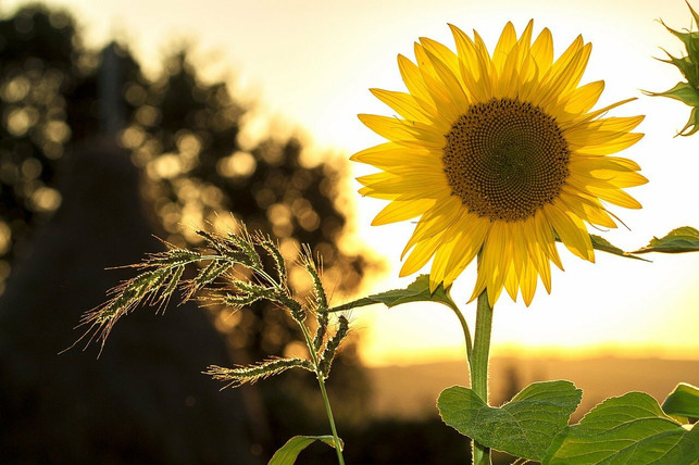 wie-alle-einjaehrigen-pflanzen-stirbt-die-sonnenblu-cc0-pixabay-mploscar-220818_download Wie alle einjährigen Pflanzen stirbt die Sonnenblume ab, sobald ihre Samen reif sind.