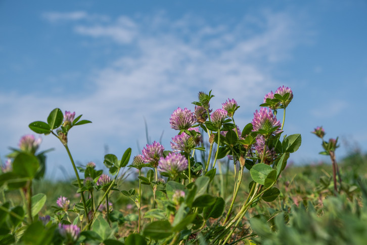 Klee im Garten: Wachsen lassen oder entfernen? - Utopia.de