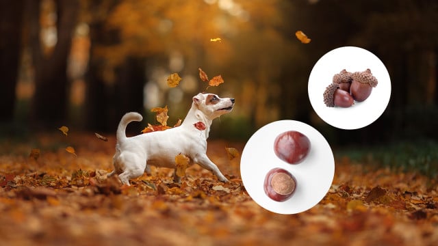 hunde-fressen-kastanien-wus-annaav-pisut-Bas-van-den-Eijkhof-221103-1280x720 Gefährlich für Hunde: Eicheln, Nüsse, Kastanien & Co.