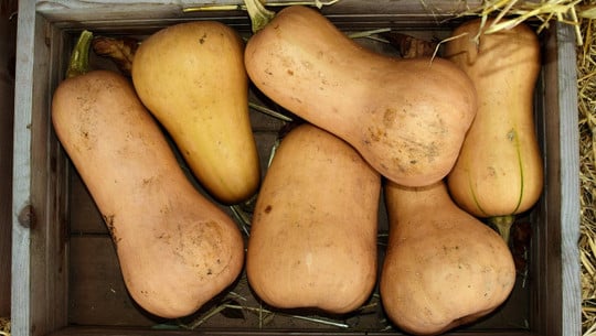 butternut-schaelen-cc0-pixabay-ulleo-200921 Butternut schälen