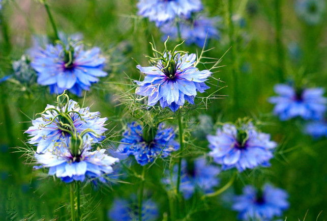 selbstaussaeend-und-besonders-ansehnlich-die-jungf-cc0--pixabay--matthiasboeckel-250623_download Selbstaussäend und besonders ansehnlich: Die Jungfer im Grünen.