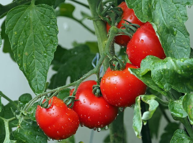 Welche Erde für Tomaten, Kräuter & Co.? Utopia.de