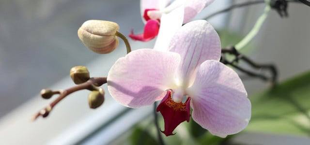 Orchideen düngen