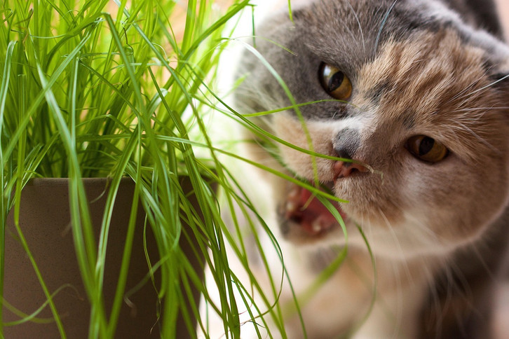 Die drei besten Zimmerpflanzen fr Katzenbesitzer:innen - Utopia.de