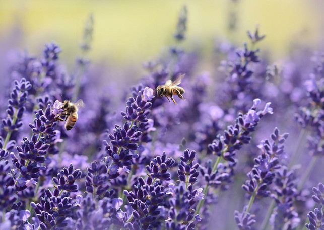 waehle-beim-nachhaltigen-gaertnern-insektenfreundlic-cc0-pixabay-castleguard-220812_download Wähle beim nachhaltigen Gärtnern insektenfreundliche Pflanzen.