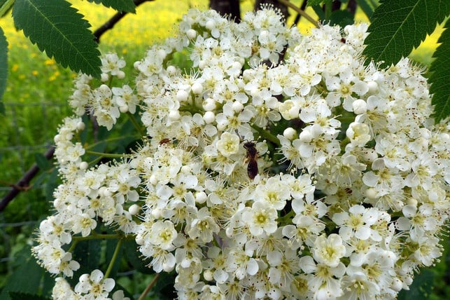 die-blueten-der-eberesche-wachsen-buschig-und-weiss-cc0-pixabay-alsen-200512_download Die Blüten der Eberesche wachsen buschig und weiß.