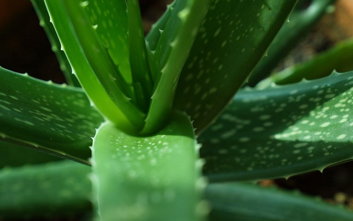 Aloe Vera umtopfen: Richtiger Zeitpunkt und Substrat - Utopia.de