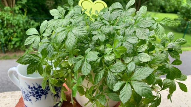 jiaogulan-tee-staberutopiade-190512 jiaogulan tee