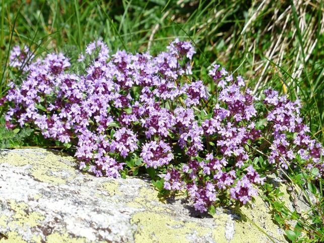 thymian-ist-als-bodendecker-geeignet-und-ueberzeugt-cc0-pixabay-hans-250321_download Thymian ist als Bodendecker geeignet und überzeugt mit seiner Blütenpracht.