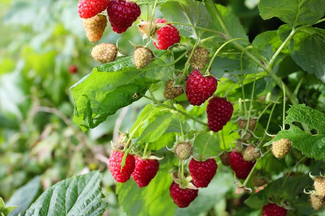 himbeeren-schneidest-du-am-besten-direkt-nach-der-ernte-cc0-public-domain-pixabay-leva_k-170606 Himbeeren pflanzen: Zur Pflege schneidest du die Triebe am besten direkt nach der Ernte ab.