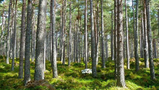 ecosia-pflanzt-baeume-durch-suchanfragen-cc0-pixabay-memorycatcher-180930 Ecosia pflanzt Bäume durch Suchanfragen