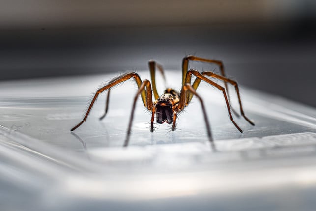die-winkelspinne-ist-in-deutschland-weit-verbreite-cc0-pixabay-waza_67-211217_download Die Winkelspinne ist in Deutschland weit verbreitet.
