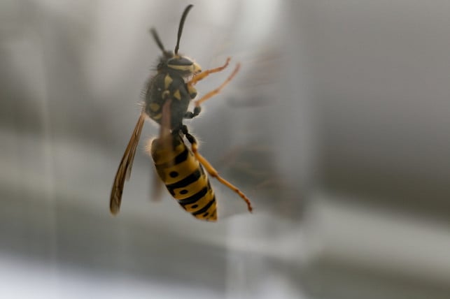 insekten-fliehen-zum-licht-und-nehmen-das-hinderni-cc0-pixabay-zeitkonstante-230709_download Insekten fliehen zum Licht und nehmen das Hindernis – die Glasscheibe – nicht wahr.