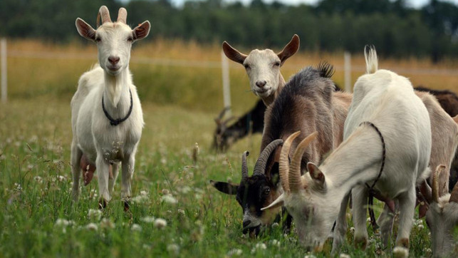 ziegen-herde-graesn-pb-artellliii72-220808-1280x720-1 Ziegen werden in Deutschland vorrangig für die Milchproduktion gehalten.