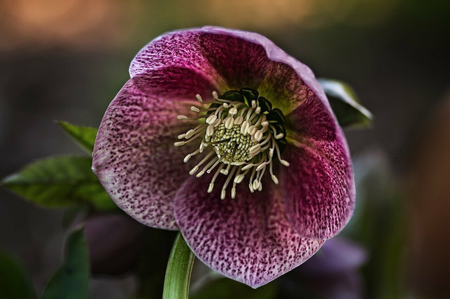 die-lenzrose-ist-auch-unter-der-bezeichnung-orient-cc0-pixabay-angelinaelv-210309_download Die Lenzrose ist auch unter der Bezeichnung Orientalischer Nieswurz bekannt.
