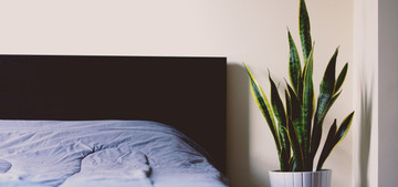 Pflanzen im Schlafzimmer So hast du einen gesunden Schlaf Utopia.de