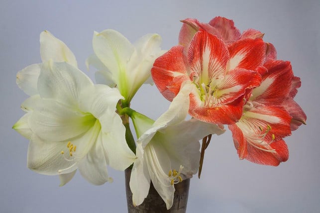 um-ihr-eine-neue-bluete-zu-ermoeglichen-kannst-du-d-cc0-pixabay-stux-220625_download Um ihr eine neue Blüte zu ermöglichen, kannst du deine Amaryllis umtopfen.