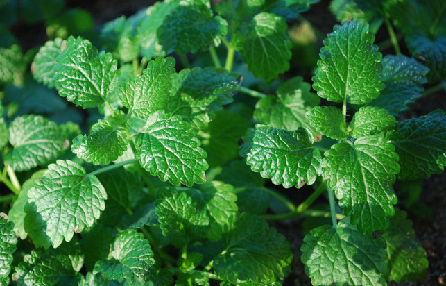 die-aetherischen-oele-in-der-zitronenmelisse-wirken-melanie-von-daake-utopia-190308_download Die ätherischen Öle in der Zitronenmelisse wirken z.B. beruhigend und entkrampfend.