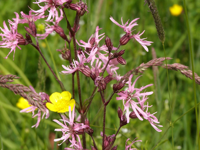 die-feuchtwiesen-sind-ein-bedrohtes-biotop-cc0pixabaysternbea-210312_download Die Feuchtwiesen sind ein bedrohtes Biotop.