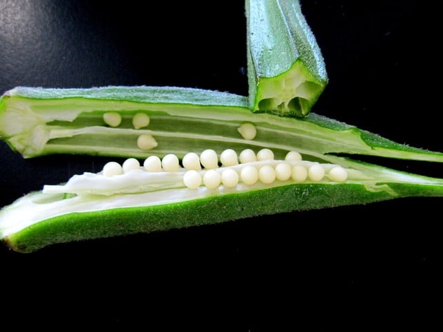die-samen-der-okra-schote-kannst-du-fuer-die-naechst-cc0-pixabay-punnamjai-210615_download Die Samen der Okra-Schote kannst du für die nächste Aussaat trocknen und aufbewahren.