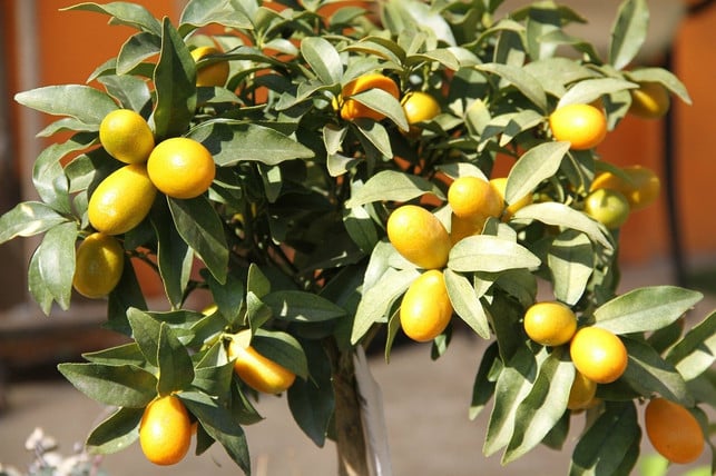 kumquats-solltest-du-auch-im-winter-an-einen-helle-cc0-pixabay-davzeppelin-220113_download Kumquats solltest du auch im Winter an einen hellen Ort stellen.