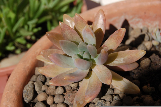 blaehton-als-substat-fuer-sukkulenten-hat-viele-vort-cc0--pixabay--barbara808-250620_download Blähton als Substat für Sukkulenten hat viele Vorteile.