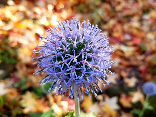 kugelblumen-moegen-es-sonnig-und-warm-cc0-pixabay-si_ki-210205_download Kugelblumen mögen es sonnig und warm.