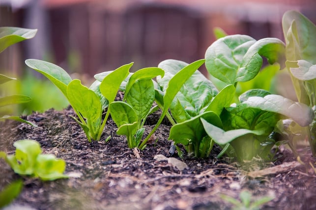bio-spinat-ist-besser-fuer-dich-und-fuer-die-umwelt-cc0-pixabay-devanath-180411_download Bio-Spinat ist besser für dich und für die Umwelt.