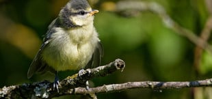 Brutzeit im Garten: Wie du Vögel vor Katzen schützt