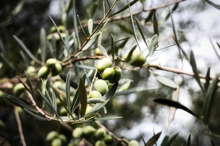 Obst von Zimmerpflanzen ernten? Ist das realistisch - Utopia.de