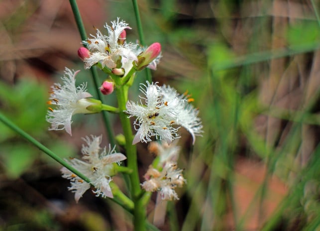 damit-der-fieberklee-gut-gedeiht-muss-der-boden-a-cc0-pixabay-antranias-210125_download Damit der Fieberklee gut gedeiht, muss der Boden an seinem Standort dauerhaft feucht sein.