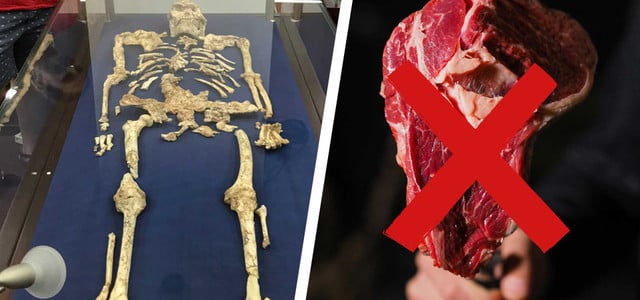 Zahnschmelz von Vormenschen untersucht: Sie aßen wohl doch kein Fleisch