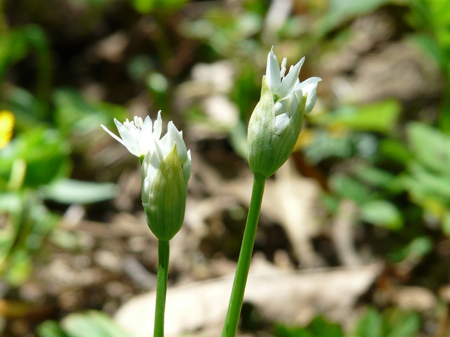 eine-mischkultur-mit-knoblauch-kann-helfen-grausc-cc0-pixabay-hans-211224_download EIne Mischkultur mit Knoblauch kann helfen, Grauschimmel zu vermeiden.