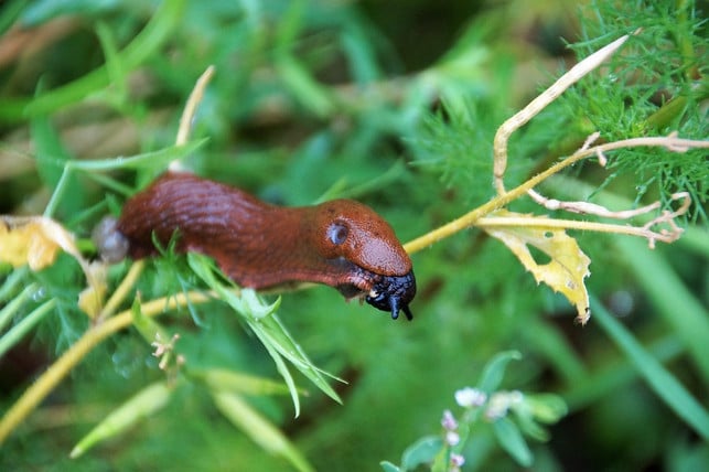 nicht-nur-kaffee-wirkt-gegen-schnecken-cc0-pixabay-ivabalk-240717_download Nicht nur Kaffee wirkt gegen Schnecken.