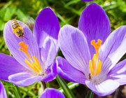 op 5: Bienenfreundliche Pflanzen für den Frühling
